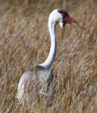 BIRD - CRANE - WATTLED CRANE - KHWAI CAMP OKAVANGO BOTSWANA (21).JPG