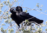 BIRD - CROW - CAPE OR BLACK CROW - CORVUS CAPENSIS - ETOSHA NATIONAL PARK NAMIBIA (10).JPG