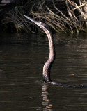 BIRD - DARTER - AFRICAN DARTER - ANHINGA RUFA - CHOBE NATIONAL PARK BOTSWANA (16).JPG