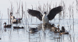 BIRD - DUCK - KNOB-BILLED OR COMB DUCK - SARKIDIORNIS MELANOTOS - CHOBE NATIONAL PARK BOTSWANA (4).JPG