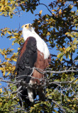 BIRD - EAGLE - AFRICAN FISH EAGLE - CHOBE NATIONAL PARK BOTSWANA (12).JPG