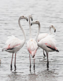 BIRD - FLAMINGO - GREATER FLAMINGO - WALVIS BAY NAMIBIA (36).JPG