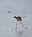 BIRD - FLAMINGO - GREATER FLAMINGO - WALVIS BAY NAMIBIA (59).JPG