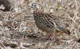 BIRD - FRANCOLIN - CRESTED FRANCOLIN - PELIPERDIX SEPHAENA - IMFOLOZI NATIONAL PARK SOUTH AFRICA (8).JPG