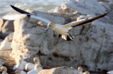 BIRD - GANNET - CAPE GANNET - BIRD ISLAND LAMBERT'S BAY SOUTH AFRICA (26).JPG