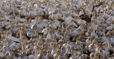 BIRD - GANNET - CAPE GANNET - BIRD ISLAND LAMBERT'S BAY SOUTH AFRICA (41).JPG