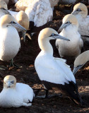 BIRD - GANNET - CAPE GANNET - BIRD ISLAND LAMBERT'S BAY SOUTH AFRICA (53).JPG