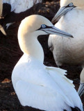 BIRD - GANNET - CAPE GANNET - BIRD ISLAND LAMBERT'S BAY SOUTH AFRICA (54).jpg