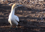 BIRD - GANNET - CAPE GANNET - BIRD ISLAND LAMBERT'S BAY SOUTH AFRICA (61).JPG