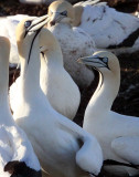 BIRD - GANNET - CAPE GANNET - BIRD ISLAND LAMBERT'S BAY SOUTH AFRICA (66).JPG