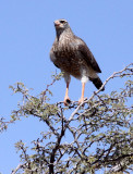 BIRD - GOS_CA (8).JPG