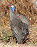 BIRD - GUINEAFOWL - HELMETED GUINEAFOWL - KHWAI CAMP OKAVANGO BOTSWANA (5).JPG