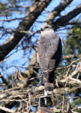BIRD - HAWK - AFRICAN CUCKOO HAWK - AVICEDA CUCULOIDES - IMFOLOZI NATIONAL PARK SOUTH AFRICA (5).JPG