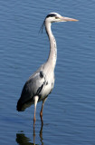 BIRD - HERON - GREY HERON - KRUGER NATIONAL PARK SOUTH AFRICA.JPG