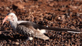 BIRD - HORNBILL - RED-BILLED HORNBILL - SAINT LUCIA NATURE RESERVES SOUTH AFRICA (3).JPG