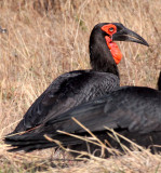 BIRD - HORNBILL - SOUTHERN GROUND HORNBILL - BUCORVUS LEADBEATERI - CHOBE NATIONAL PARK BOTSWANA.JPG