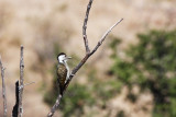 BIRD - WOODPECKER - GOLDEN-TAILED WOODPECKER - CAMPETHERA ABINGONI - KRUGER NATIONAL PARK SOUTH AFRICA (5).JPG