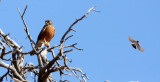 BIRD - KESTREL - LESSER KESTREL - FALCO NAUMANNI - KGALAGADI NATIONAL PARK RSA (6).JPG