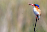 BIRD - KINGFISHER - MALACHITE KINGFISHER - OKAVANGO FORM - ALCEDO CRISTATA - KHWAI CAMP OKAVANGO BOTSWANA (23).JPG
