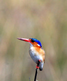 BIRD - KINGFISHER - MALACHITE KINGFISHER - OKAVANGO FORM - ALCEDO CRISTATA - KHWAI CAMP OKAVANGO BOTSWANA (25).JPG