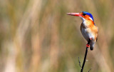BIRD - KINGFISHER - MALACHITE KINGFISHER - OKAVANGO FORM - ALCEDO CRISTATA - KHWAI CAMP OKAVANGO BOTSWANA (32).JPG