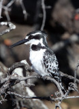 BIRD - KINGFISHER - PIED KINGFISHER - CHOBE NATIONAL PARK BOTSWANA (4).JPG