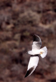 BIRD - KITE - BLACK-SHOULDERED KITE - PILANESBERG NATIONAL PARK SOUTH AFRICA (6).JPG