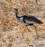 BIRD - KORHAAN - NORTHERN BLACK - FEMALE - ETOSHA NATIONAL PARK NAMIBIA (7).JPG
