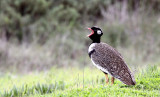 BIRD - KORHAAN - SOUTHERN BLACK KORHAAN - EUPODOTIS AFRA - WEST COAST NATIONAL PARK SOUTH AFRICA (14).JPG