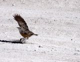 BIRD - LARK - SPIKE-HEELED LARK - CHERSOMANES ALBOFASCIATA - ETOSHA NATIONAL PARK NAMIBIA (8).JPG