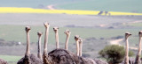 BIRD - OSTRICH - COMMON OSTRICH - ALONG GARDEN ROUTE SOUTH AFRICA.JPG