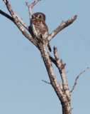 BIRD - OWL - PEARL-SPOTTED OWL - KRUGER NATIONAL PARK SOUTH AFRICA (10).JPG