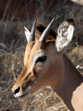 BIRD - OXPECKER - RED-BILLED OXPECKER - KRUGER NATIONAL PARK SOUTH AFRICA (12).JPG