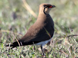 BIRD - PARTINCOLE - COLLARED REDWINGED PRATINCOLE - GLAREOLA PRATINCOLA - CHOBE NATIONAL PARK BOTSWANA (13).JPG
