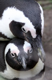 BIRD - PENGUIN - JACKASS OR AFRICAN PENGUIN - SIMON'S TOWN TABLE MOUNTAIN - SOUTH AFRICA (110).JPG