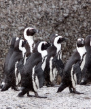 BIRD - PENGUIN - JACKASS OR AFRICAN PENGUIN - SIMON'S TOWN TABLE MOUNTAIN - SOUTH AFRICA (15).JPG