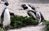BIRD - PENGUIN - JACKASS OR AFRICAN PENGUIN - SIMON'S TOWN TABLE MOUNTAIN - SOUTH AFRICA (50).JPG