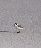 BIRD - PLOVER - WHITE-FRONTED PLOVER - CHARADRIUS MARGINATUS - BIRD ISLAND LAMBERT'S BAY SOUTH AFRICA (4).JPG