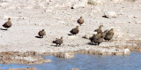 BIRD - SANDGROUSE - NAMAQUA SANDGROUSE - ETOSHA NATIONAL PARK NAMIBIA (11).JPG