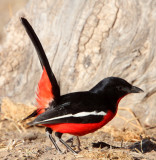 BIRD - SHRIKE - CRIMSON-BREASTED SHRIKE - KGALAGADI NATIONAL PARK RSA (5).JPG