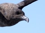 BIRD - SKUA - SUBANTARCTIC SKUA - CATHARACTA ANTARCTICA - PLETTENBERG BAY SOUTH AFRICA (2).JPG