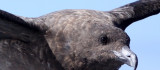 BIRD - SKUA - SUBANTARCTIC SKUA - CATHARACTA ANTARCTICA - PLETTENBERG BAY SOUTH AFRICA (3).JPG