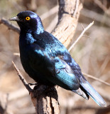 BIRD - STARLING - GREATER BLUE-EARED STARLING - LAMPROTORNIS CHALYBAEUS - KRUGER NATIONAL PARK SOUTH AFRICA (2).JPG