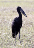 BIRD - STORK - AFRICAN OPENBILL - CHOBE NATIONAL PARK BOTSWANA (5).JPG