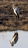 BIRD - STORK - YELLOW-BILLED STORK - CHOBE NATIONAL PARK BOTSWANA (6).JPG