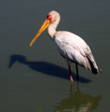 BIRD - STORK - YELLOW-BILLED STORK - KRUGER NATIONAL PARK SOUTH AFRICA (7).JPG