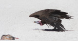 BIRD - VULTURE - LAPPET-FACED VULTURE - ETOSHA NATIONAL PARK NAMIBIA (11).JPG
