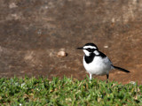 BIRD - WAGTAIL - AFRICAN PIED WAGTAIL - MOTACILLA AGUIMP - SAINT LUCIA WETLANDS RESERVE - SOUTH AFRICA.JPG