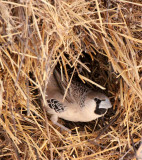 BIRD - WEAVER - SOCIABLE WEAVER - PHILETAIRUS SOCIUS - ETOSHA NATIONAL PARK NAMIBIA (21).JPG