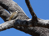 BIRD - WOODPECKER - BEARDED WOODPECKER - DENDROPICOS NAMAQUUS - KHWAI CAMP OKAVANGO BOTSWANA.JPG